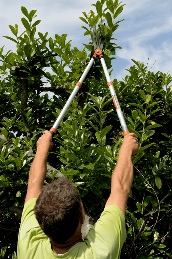 Cisaille à haies Expert télescopique manche en aluminium - PG-57-F - Bahco