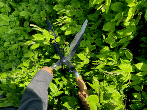 Cisaille à haies pour usage intensif avec poignées en bois - P57-25 - Bahco